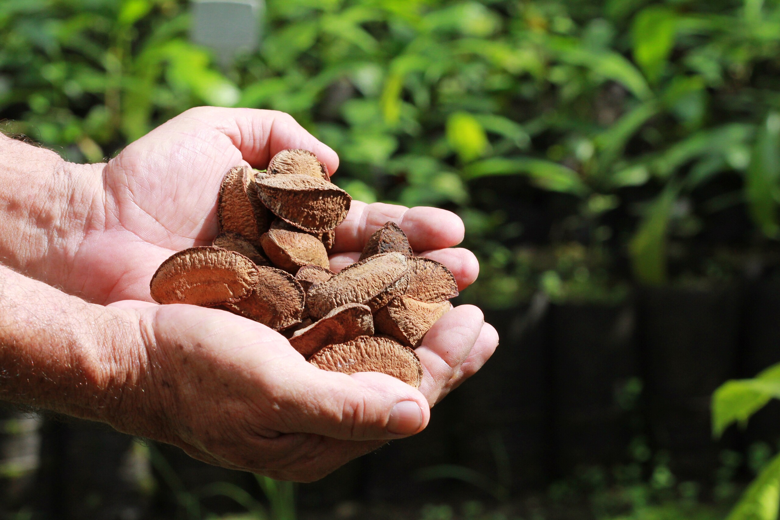 castanhas nas mãos