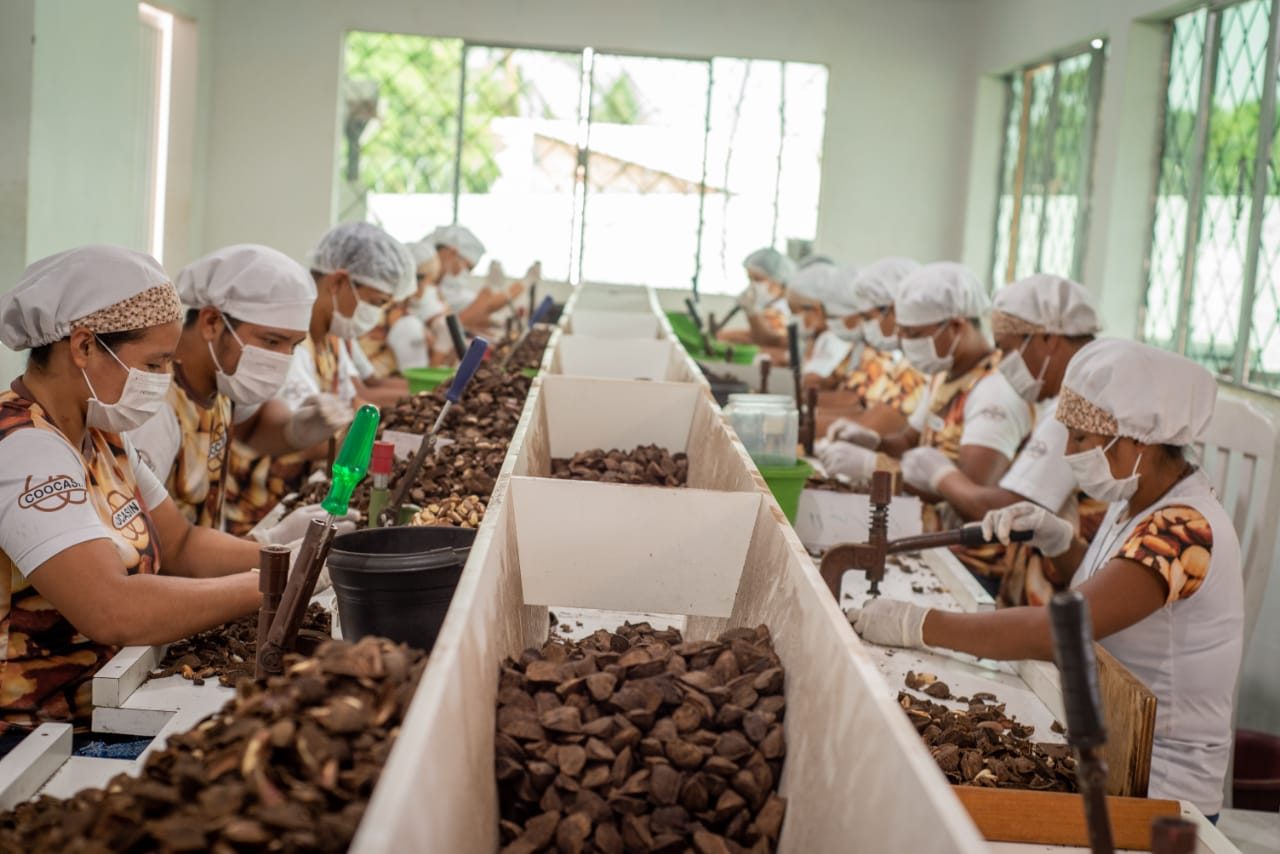 beneficiamento da castanha